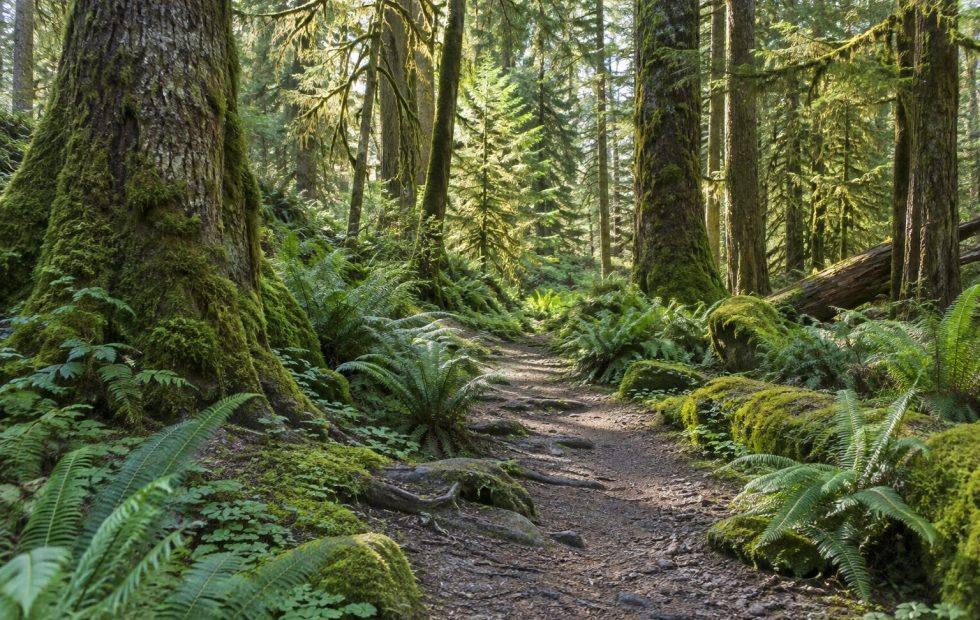 An invitation to wander beneath the trees